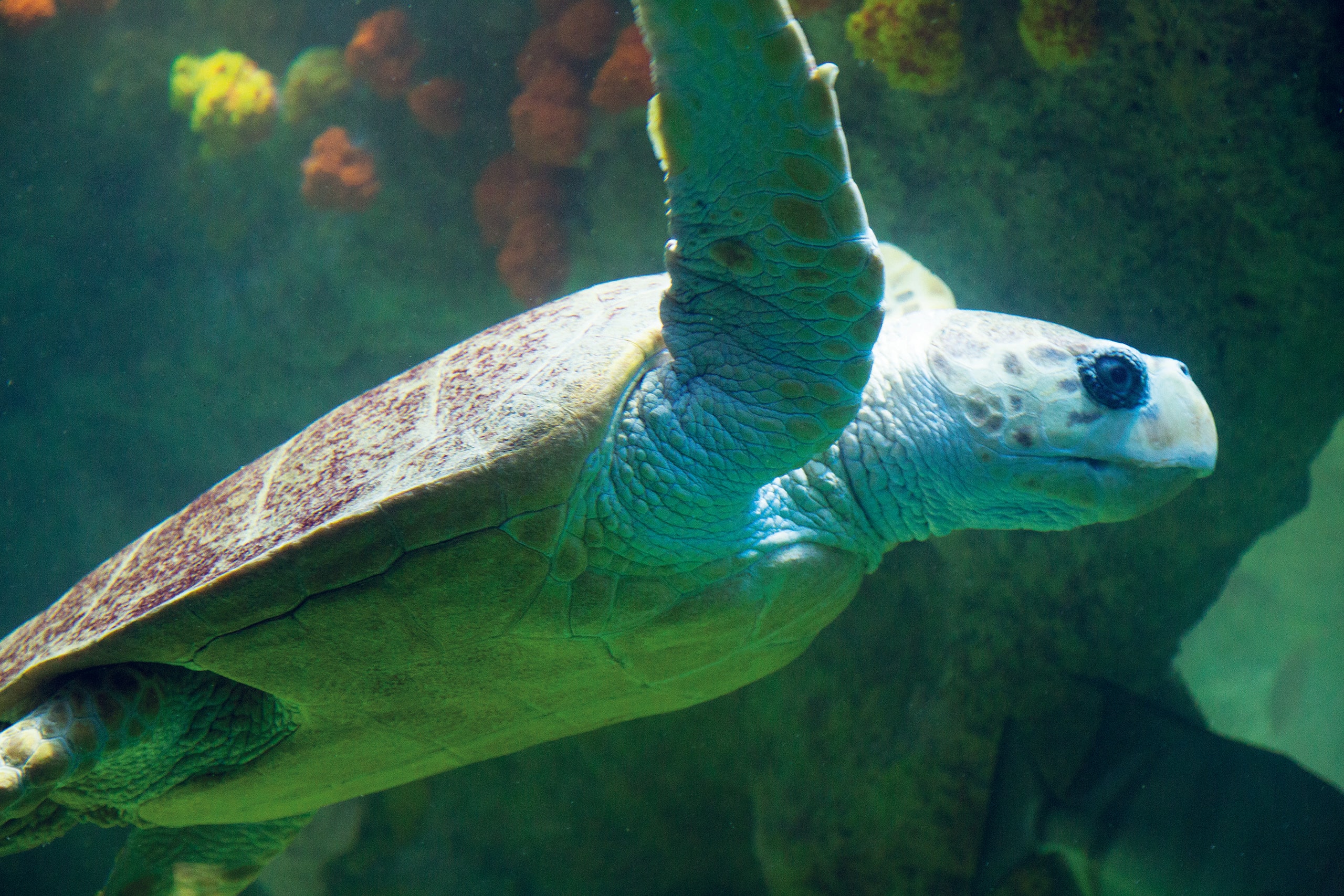 NEAq_03_available-light_museum