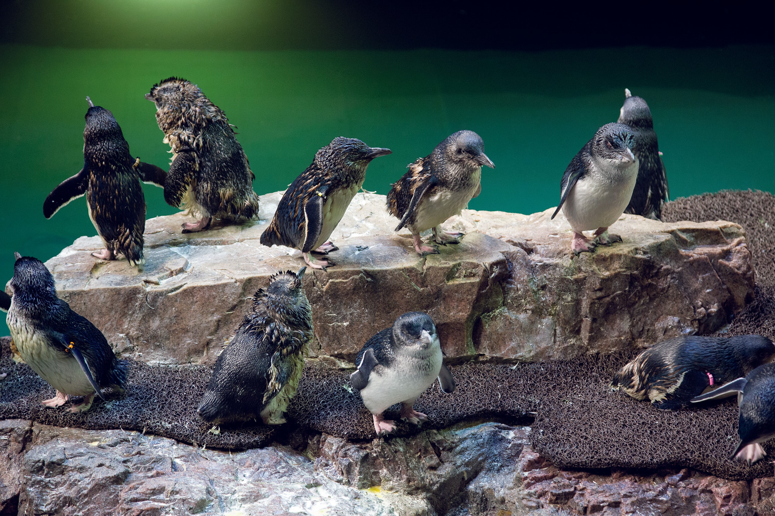 NEAq_05_available-light_museum